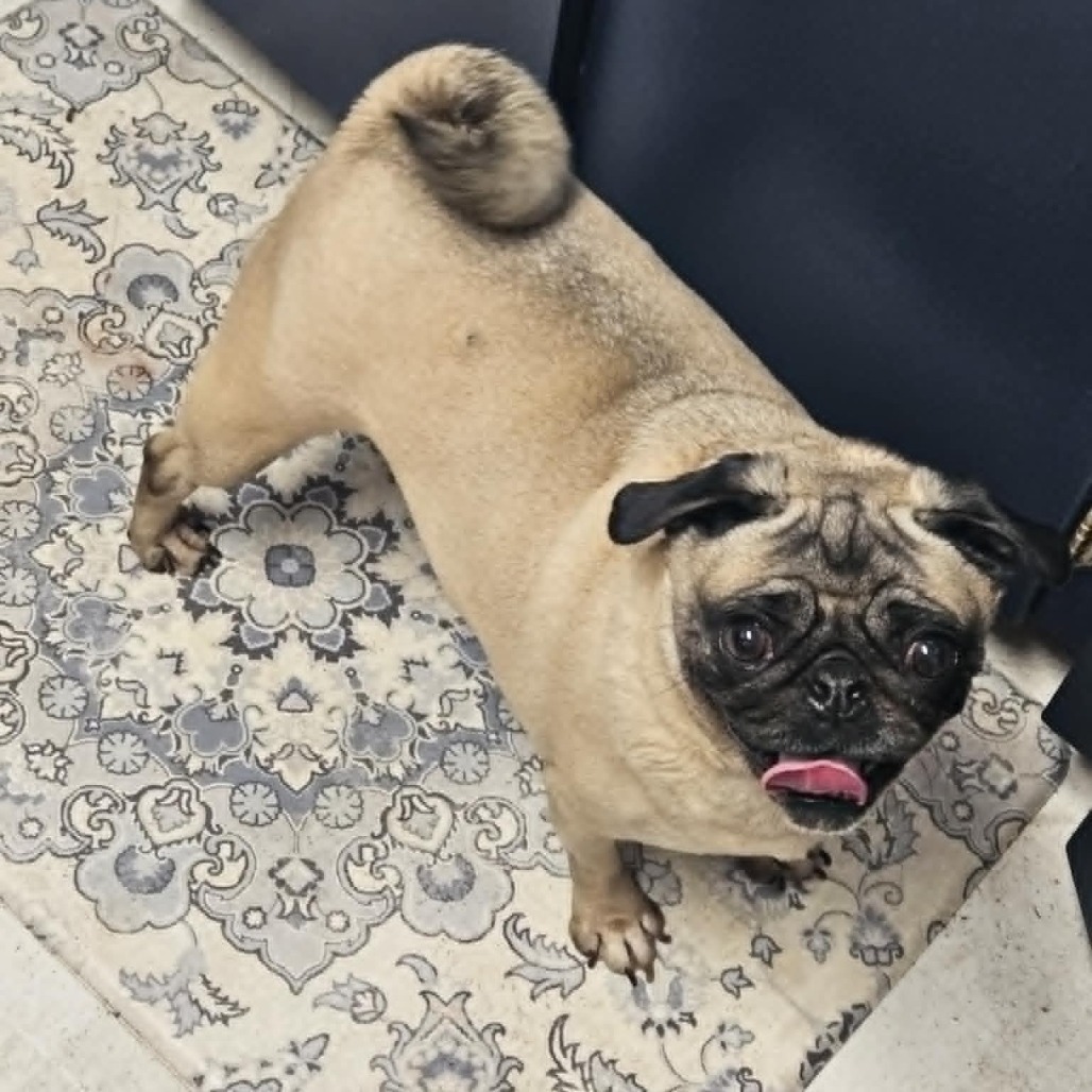 Anna, an adoptable Pug in Cloquet, MN, 55720 | Photo Image 1
