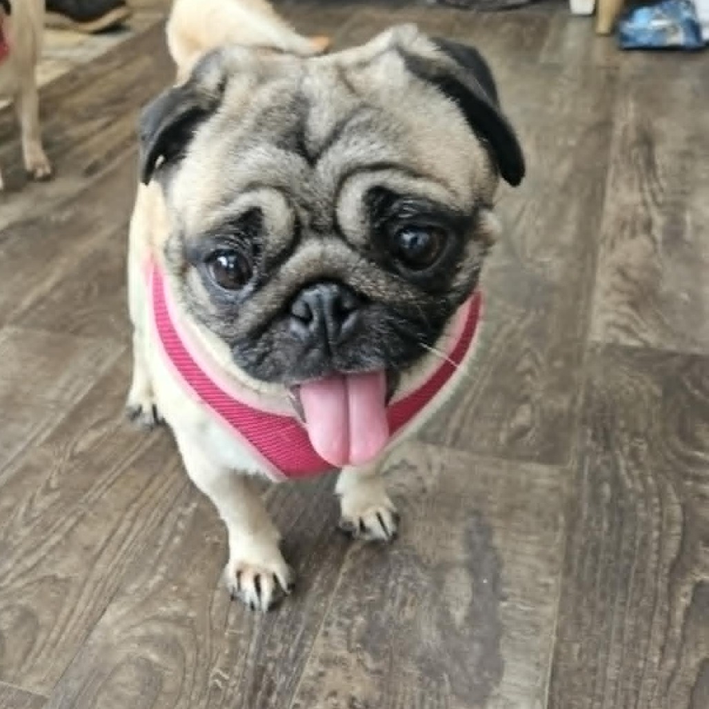 Pebbles, an adoptable Pug in Cloquet, MN, 55720 | Photo Image 1