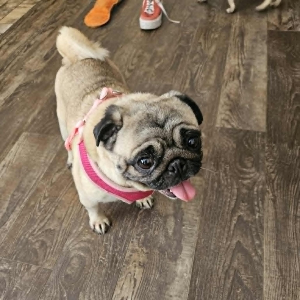 Pebbles, an adoptable Pug in Cloquet, MN, 55720 | Photo Image 2