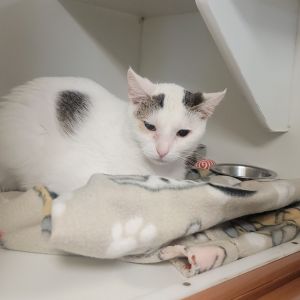 Tasha, Young Female Domestic Short Hair