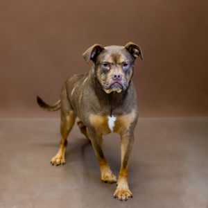 Primary Color Brown Weight 65lbs Age 2yrs 6mths 2wks Animal has been Neutered