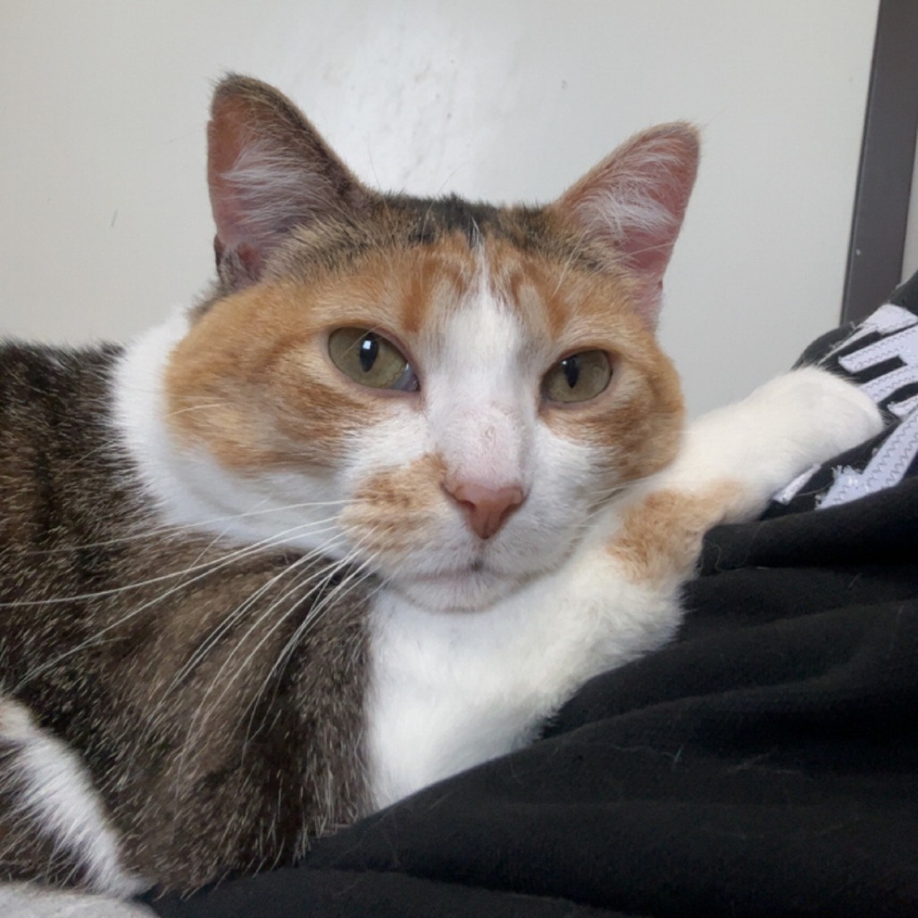 Marinara, an adoptable Domestic Short Hair in Detroit Lakes, MN, 56501 | Photo Image 1