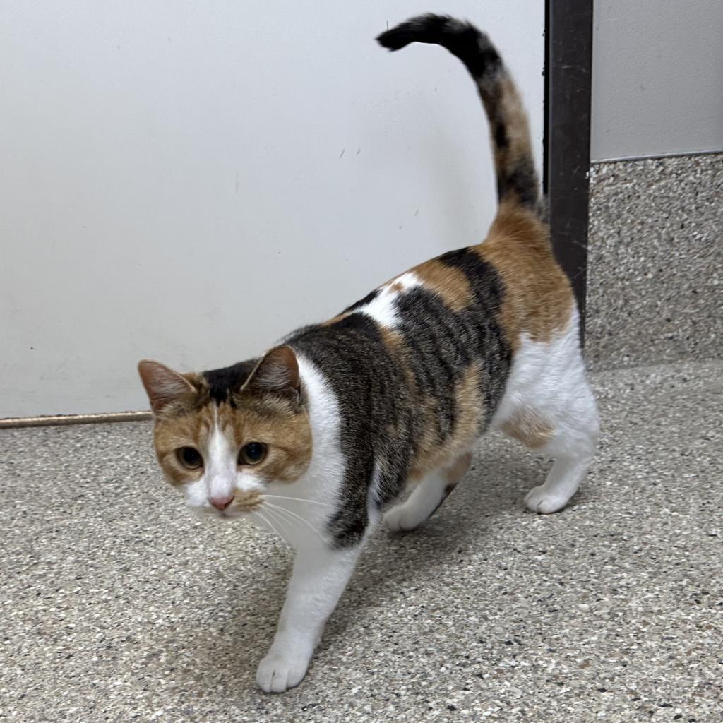 Marinara, an adoptable Domestic Short Hair in Detroit Lakes, MN, 56501 | Photo Image 2