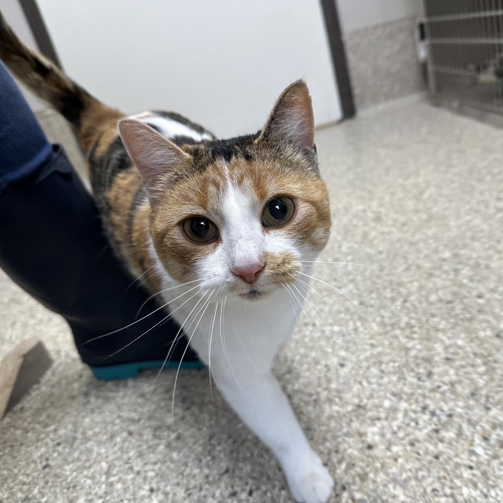 Marinara, an adoptable Domestic Short Hair in Detroit Lakes, MN, 56501 | Photo Image 3