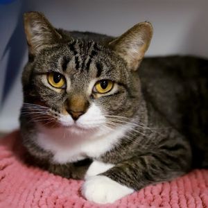 Kitana is a sweet affectionate and gentle kitty who enjoys human attention She