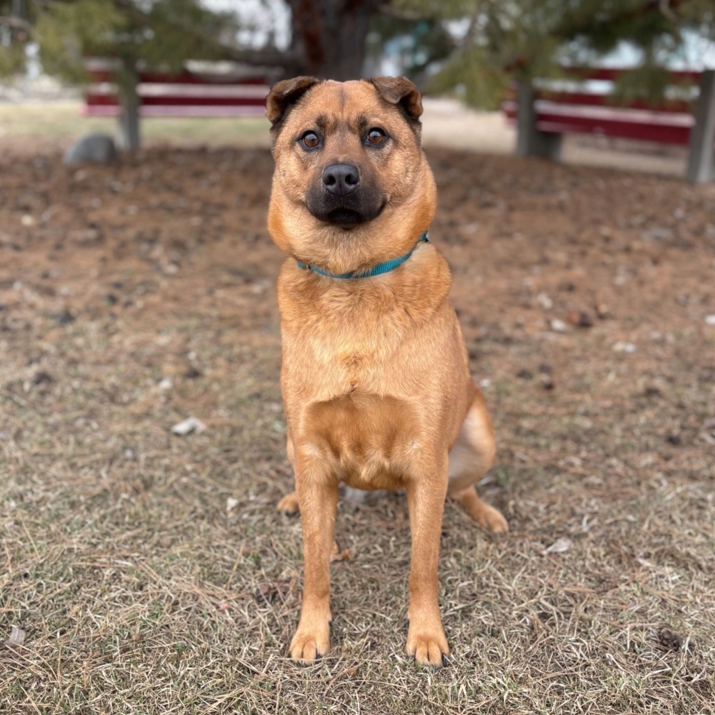 Mosey--In Foster***ADOPTION PENDING***, an adoptable Shiba Inu, Chow Chow in Fargo, ND, 58102 | Photo Image 1