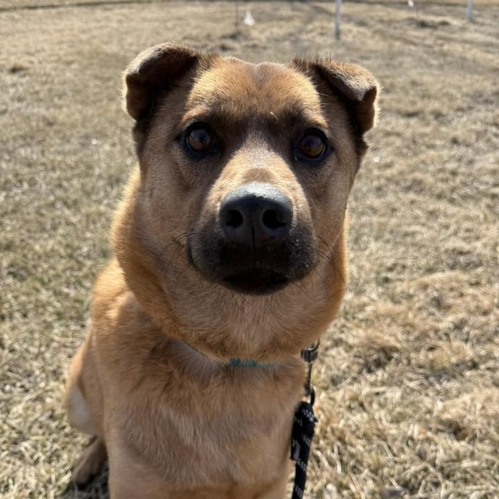 Mosey--In Foster