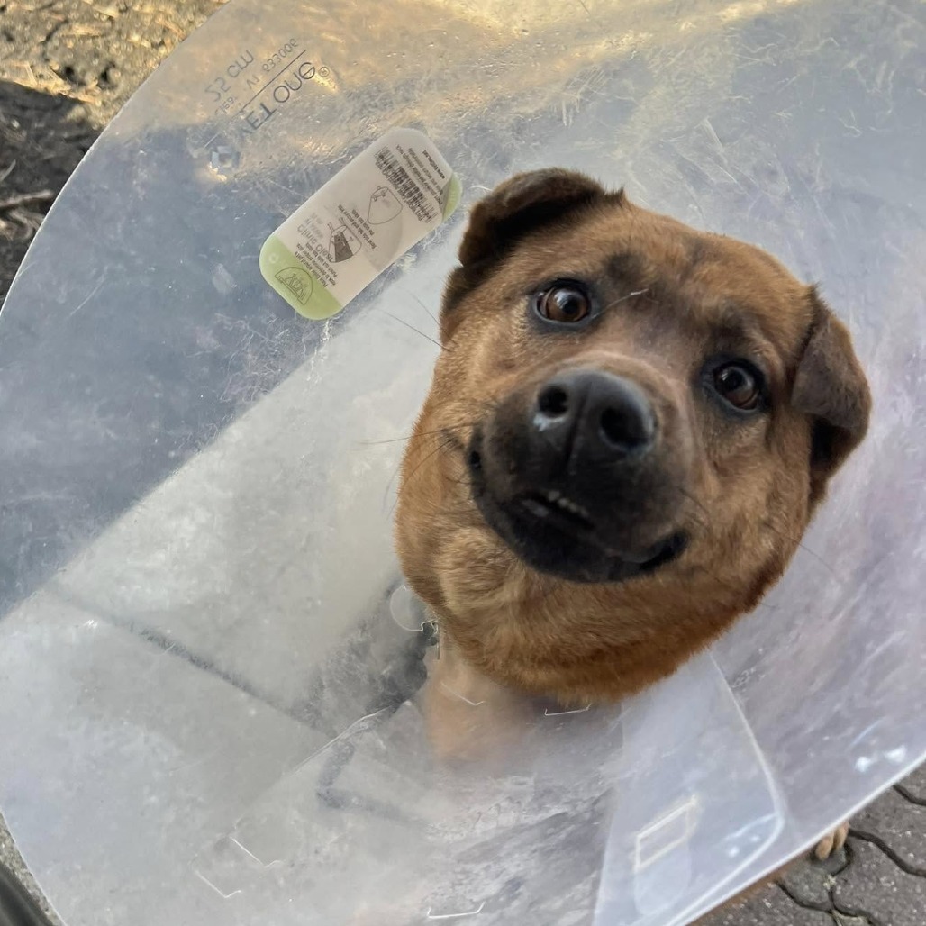 Mosey--In Foster