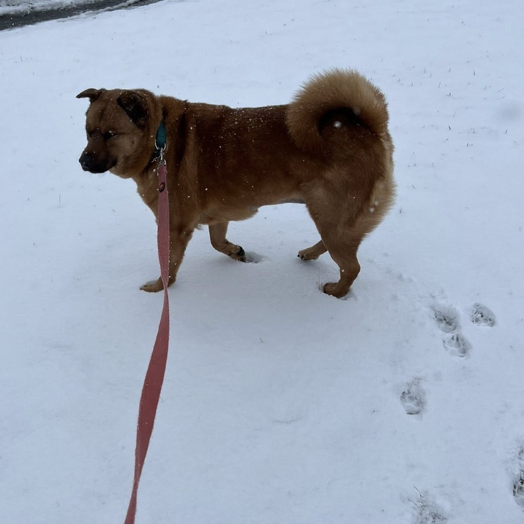 Mosey--In Foster***ADOPTION PENDING***, an adoptable Shiba Inu, Chow Chow in Fargo, ND, 58102 | Photo Image 4