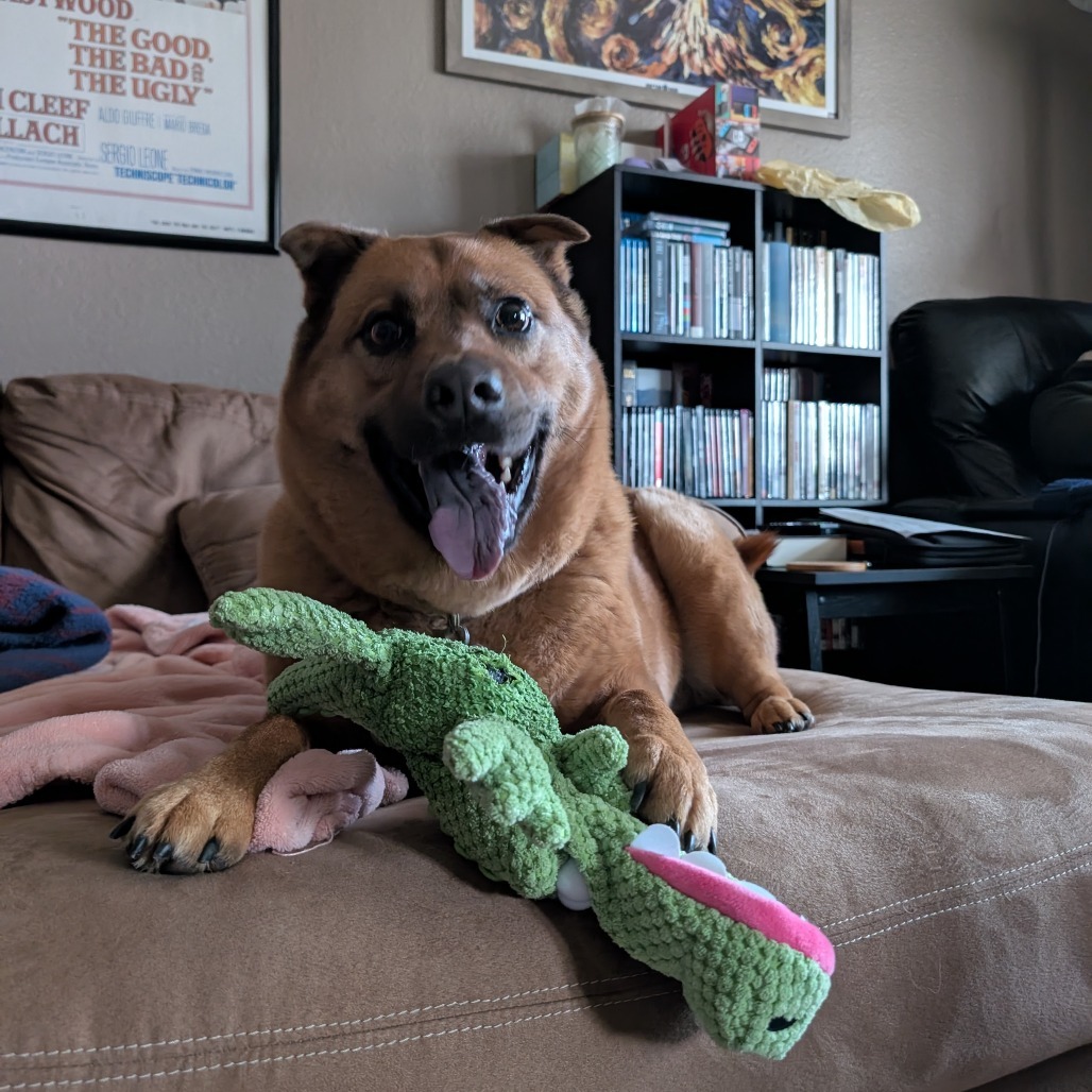 Mosey--In Foster***ADOPTION PENDING***, an adoptable Shiba Inu, Chow Chow in Fargo, ND, 58102 | Photo Image 5