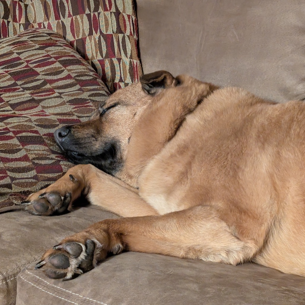 Mosey--In Foster***ADOPTION PENDING***, an adoptable Shiba Inu, Chow Chow in Fargo, ND, 58102 | Photo Image 6