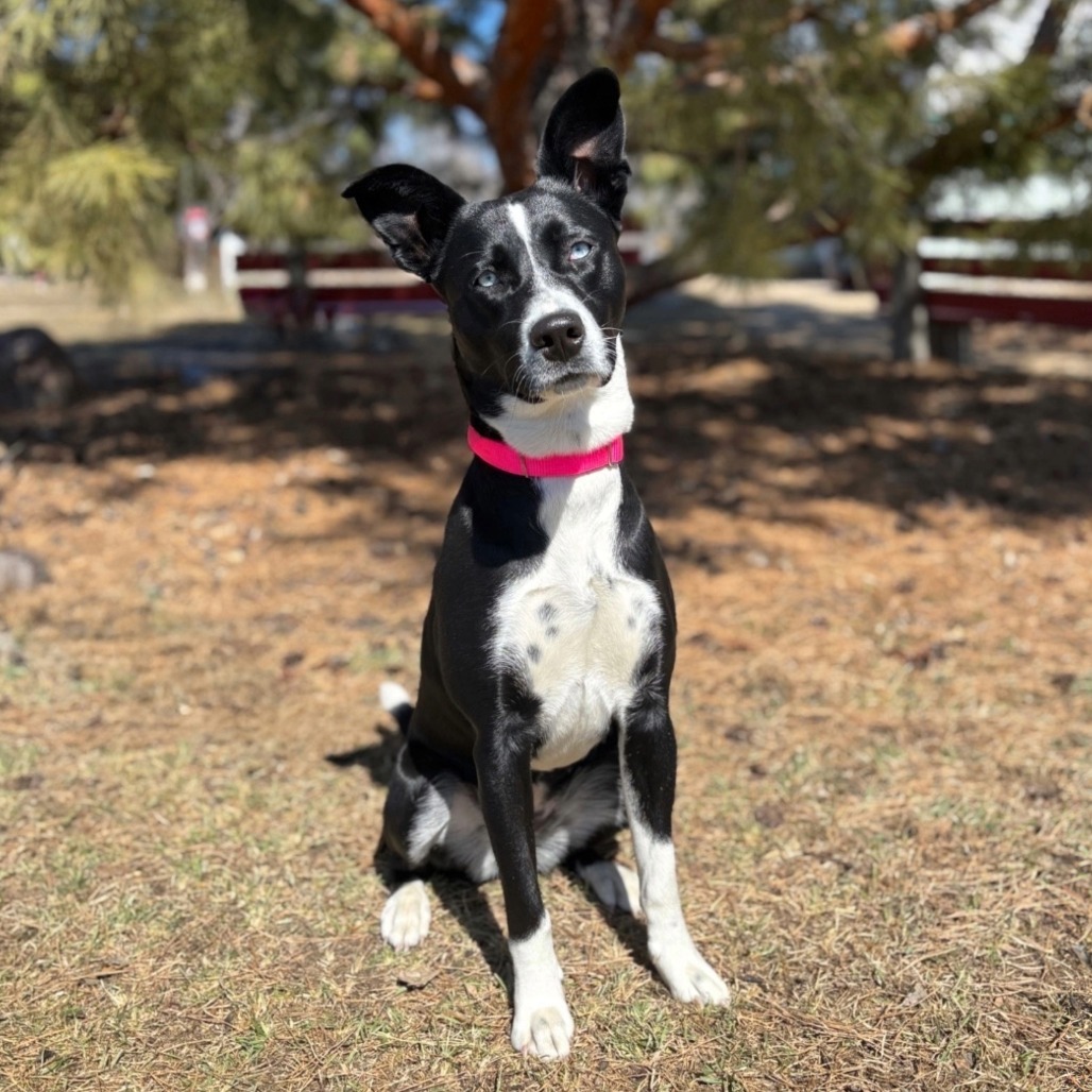 Libra--In Foster
