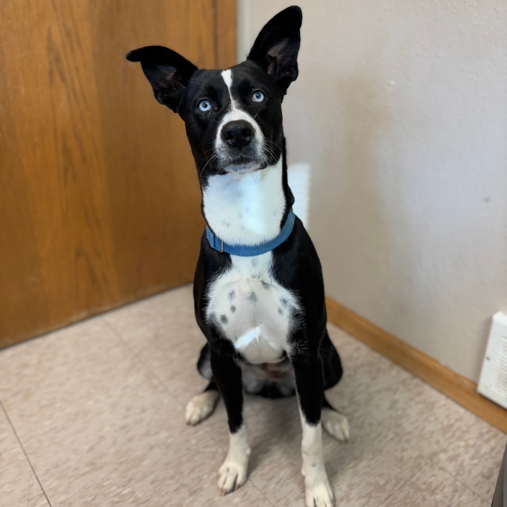Libra--In Foster