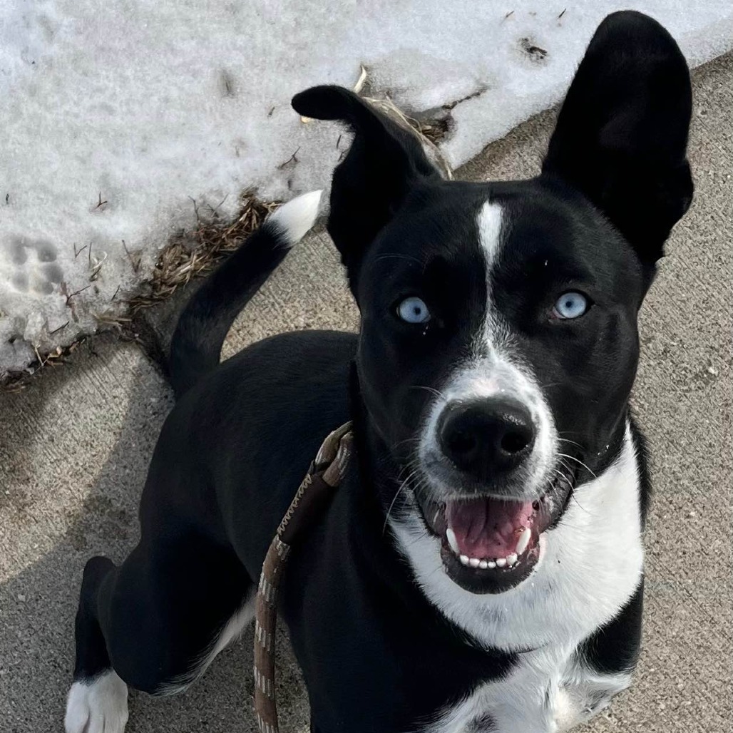 Libra--In Foster