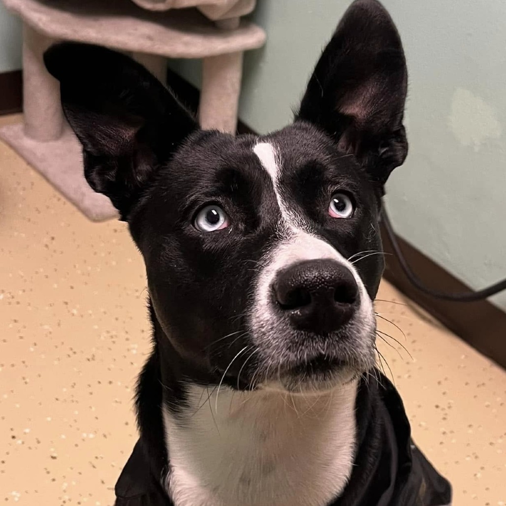 Libra--In Foster
