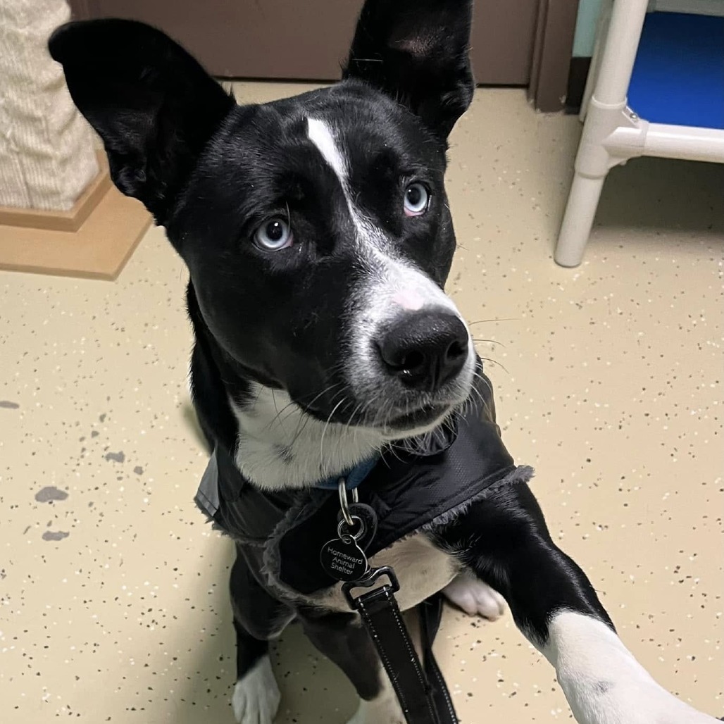 Libra--In Foster