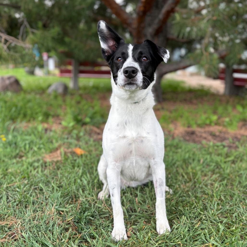 Brie--In Foster, an adoptable Border Collie, Black Labrador Retriever in Fargo, ND, 58102 | Photo Image 1