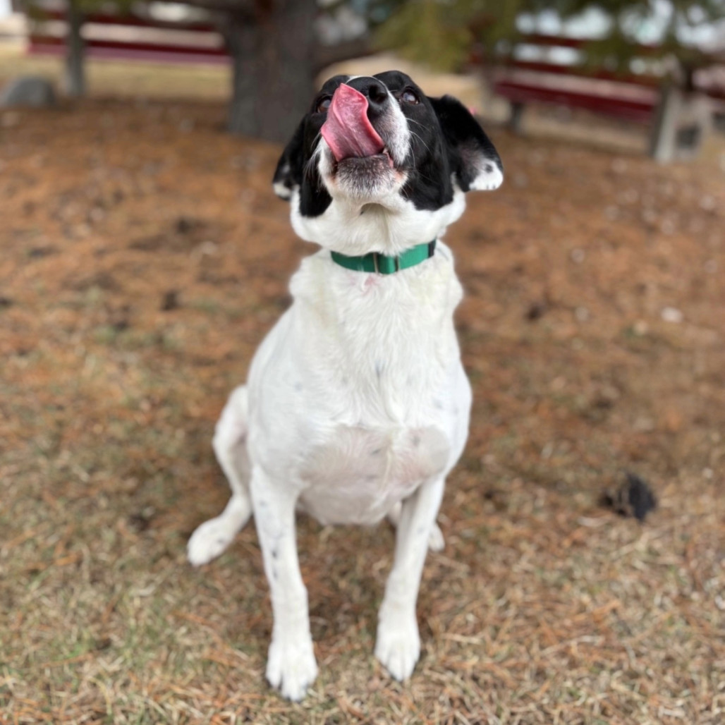 Brie--In Foster, an adoptable Border Collie, Black Labrador Retriever in Fargo, ND, 58102 | Photo Image 2
