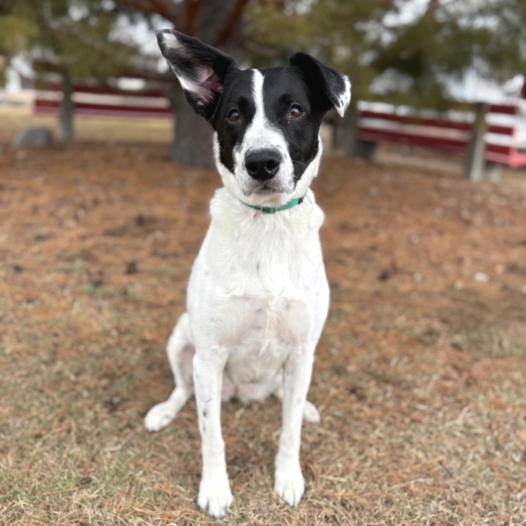 Brie--In Foster, an adoptable Border Collie, Black Labrador Retriever in Fargo, ND, 58102 | Photo Image 3
