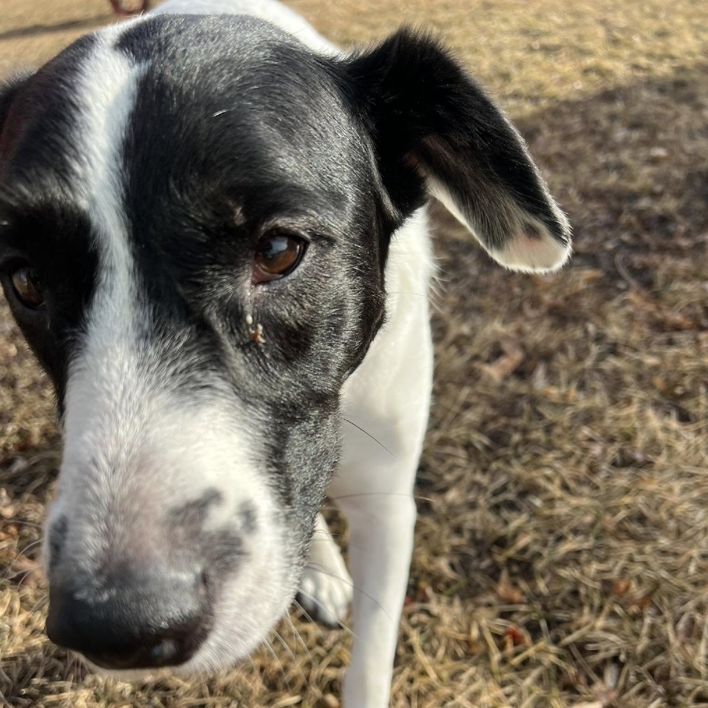 Brie--In Foster, an adoptable Border Collie, Black Labrador Retriever in Fargo, ND, 58102 | Photo Image 4
