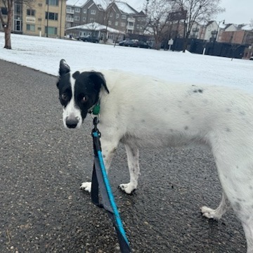 Brie--In Foster, an adoptable Border Collie, Black Labrador Retriever in Fargo, ND, 58102 | Photo Image 5
