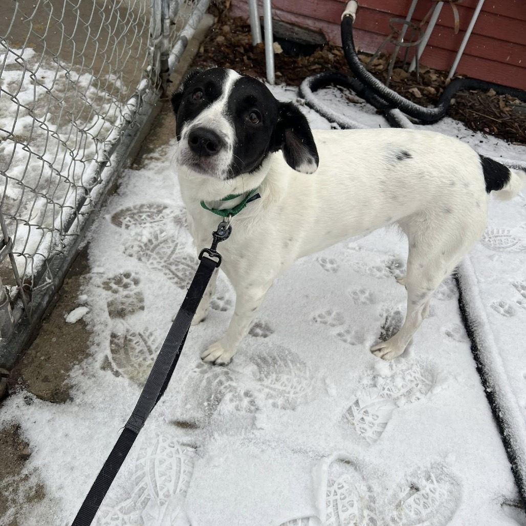 Brie--In Foster