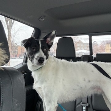 Brie--In Foster, an adoptable Border Collie, Black Labrador Retriever in Fargo, ND, 58102 | Photo Image 6