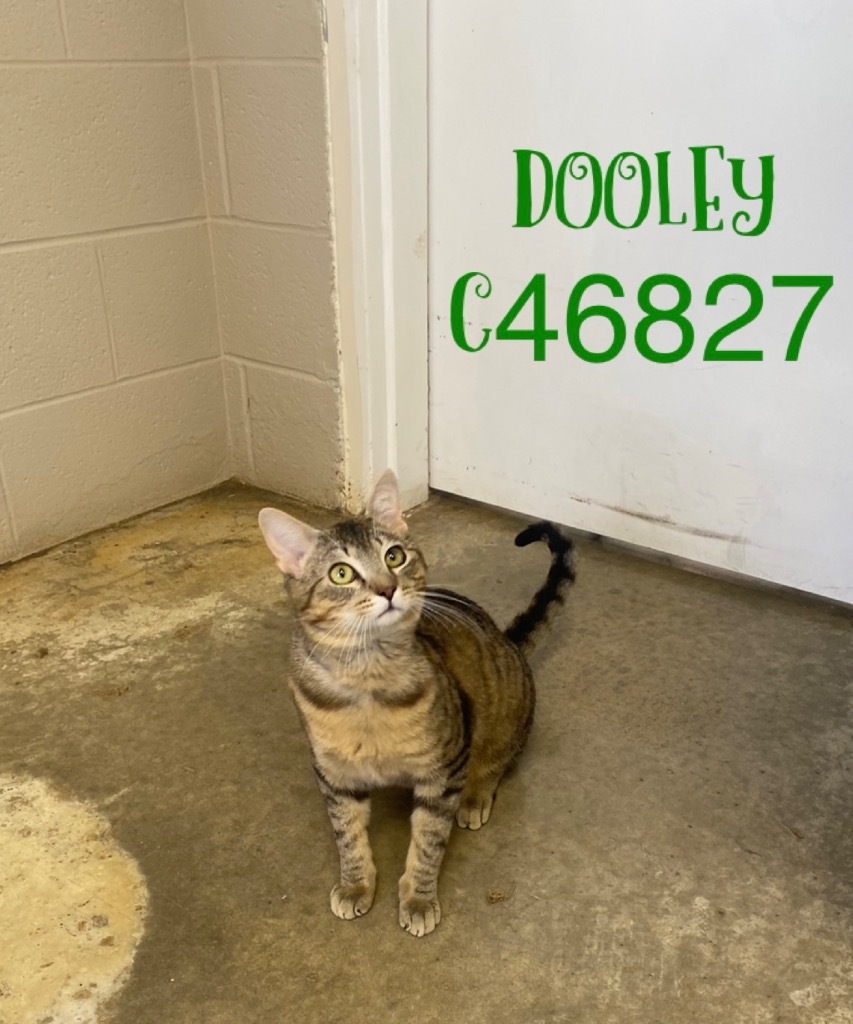 Dooley