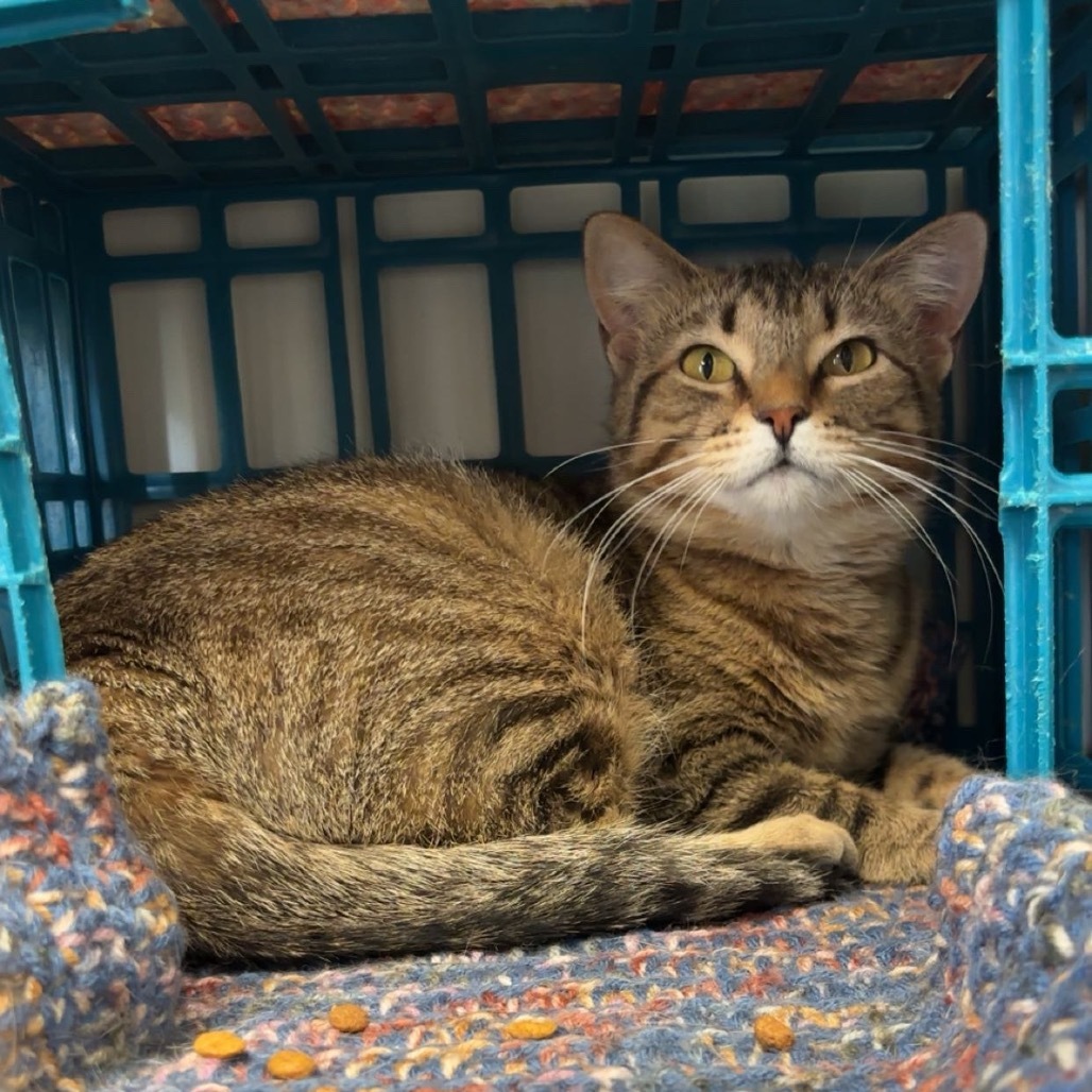 Pecan Pixie, an adoptable Domestic Short Hair in Norfolk, NE, 68701 | Photo Image 1