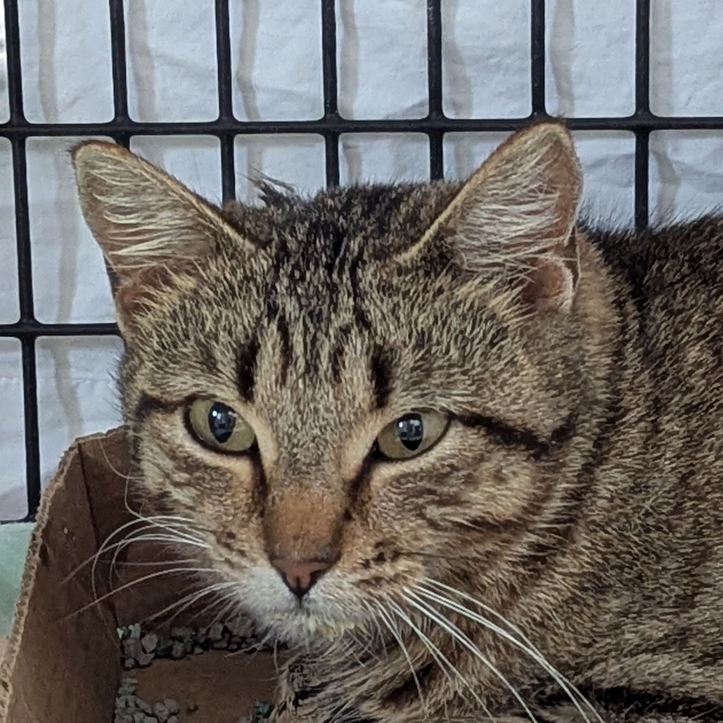 Pecan Pixie, an adoptable Domestic Short Hair in Norfolk, NE, 68701 | Photo Image 2