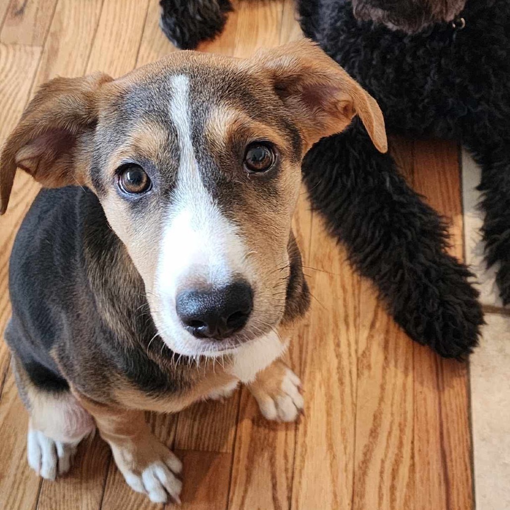 Erica- Adoption pending
