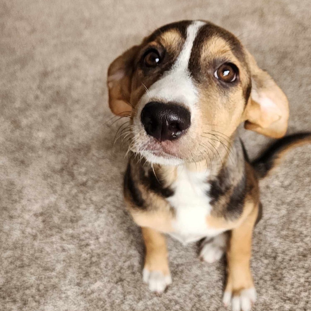 Erica- Adoption pending
