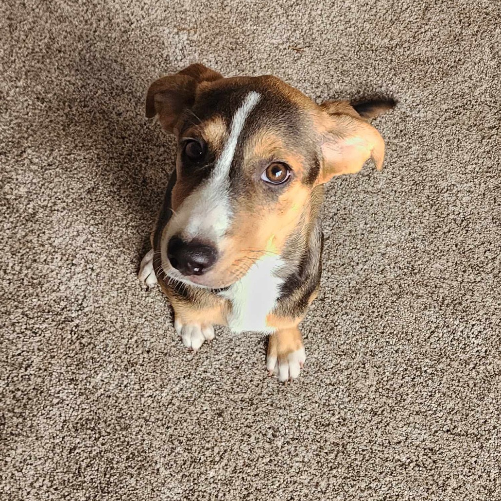 Erica- Adoption pending