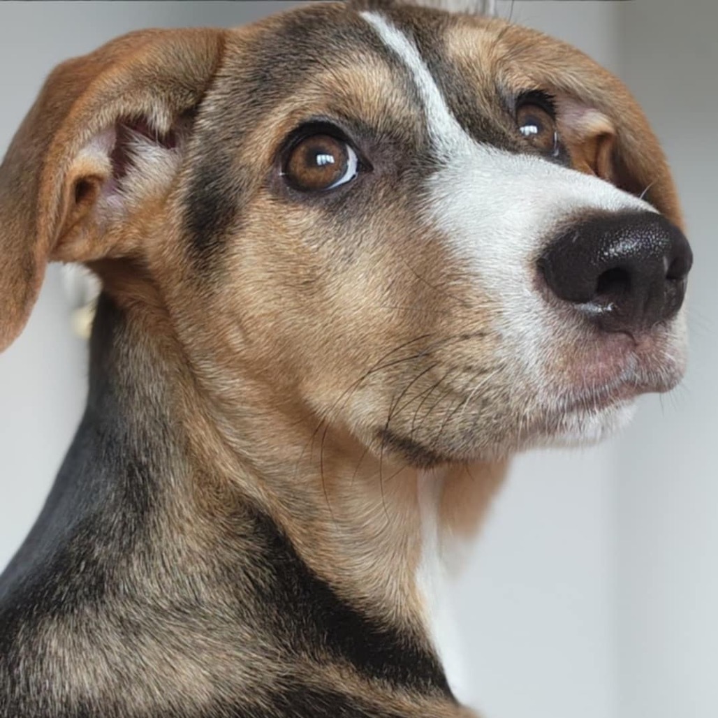 Erica- Adoption pending