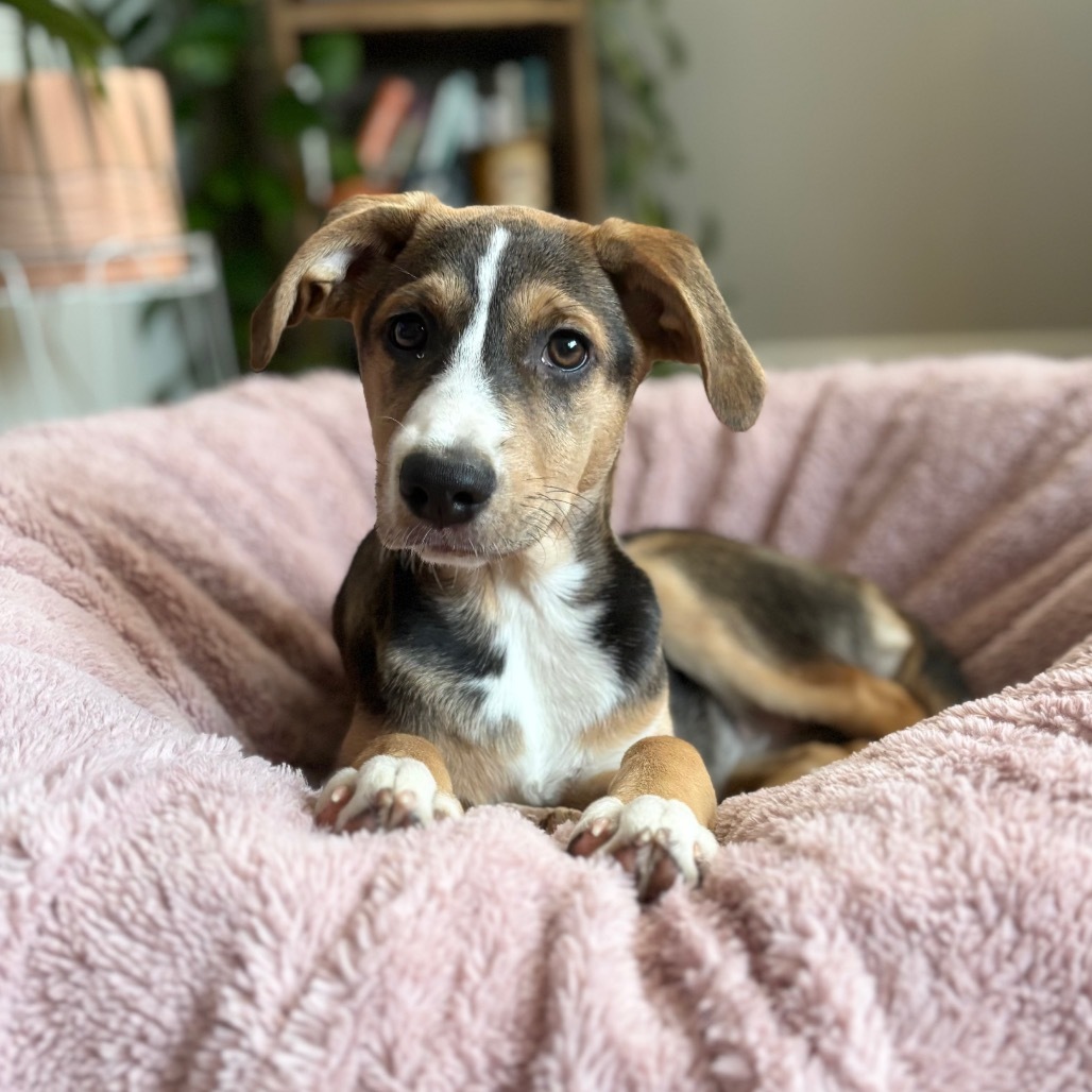 Erica- Adoption pending