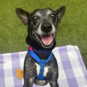 Boyardee is a sweet boy whos come all the way from Texas in hopes of finding a forever family Boya