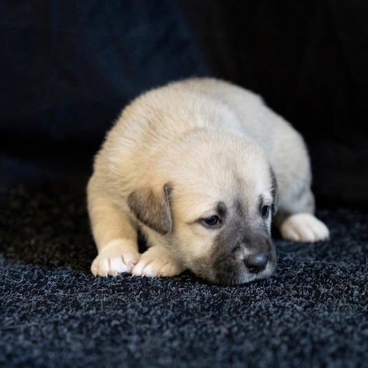 CHARLOTTE, an adoptable Great Pyrenees, Boerboel in Point Richmond, CA, 94801 | Photo Image 1