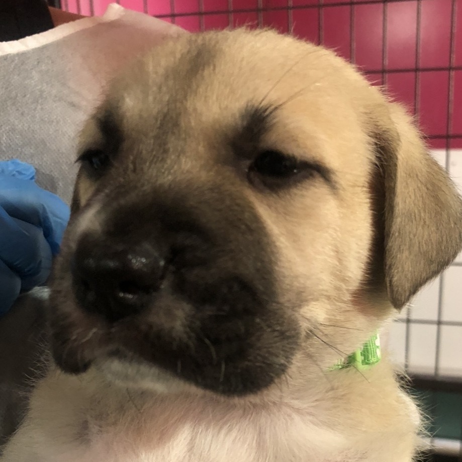 CHARLOTTE, an adoptable Great Pyrenees, Boerboel in Point Richmond, CA, 94801 | Photo Image 3
