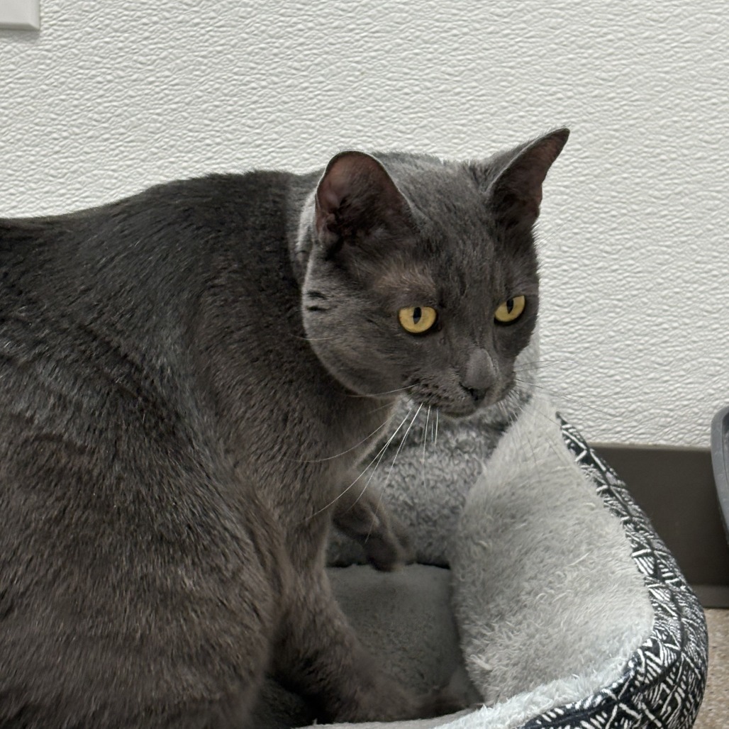 Finnegan