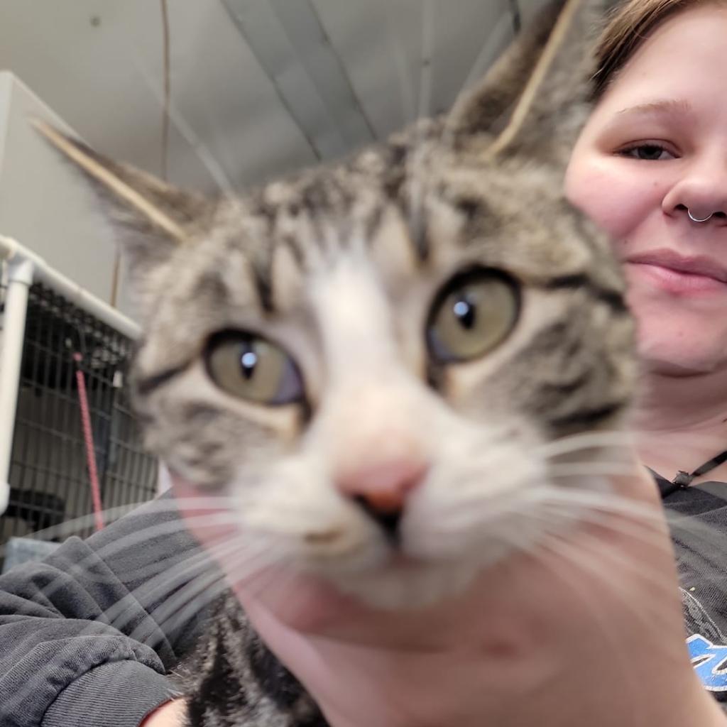 Alley, an adoptable Domestic Short Hair in Kingman, KS, 67068 | Photo Image 1