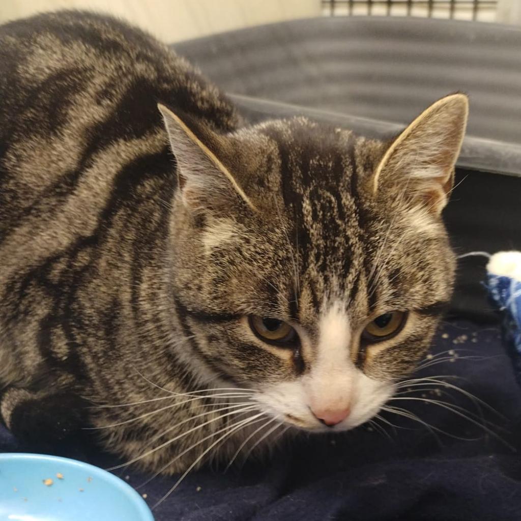 Alley, an adoptable Domestic Short Hair in Kingman, KS, 67068 | Photo Image 2
