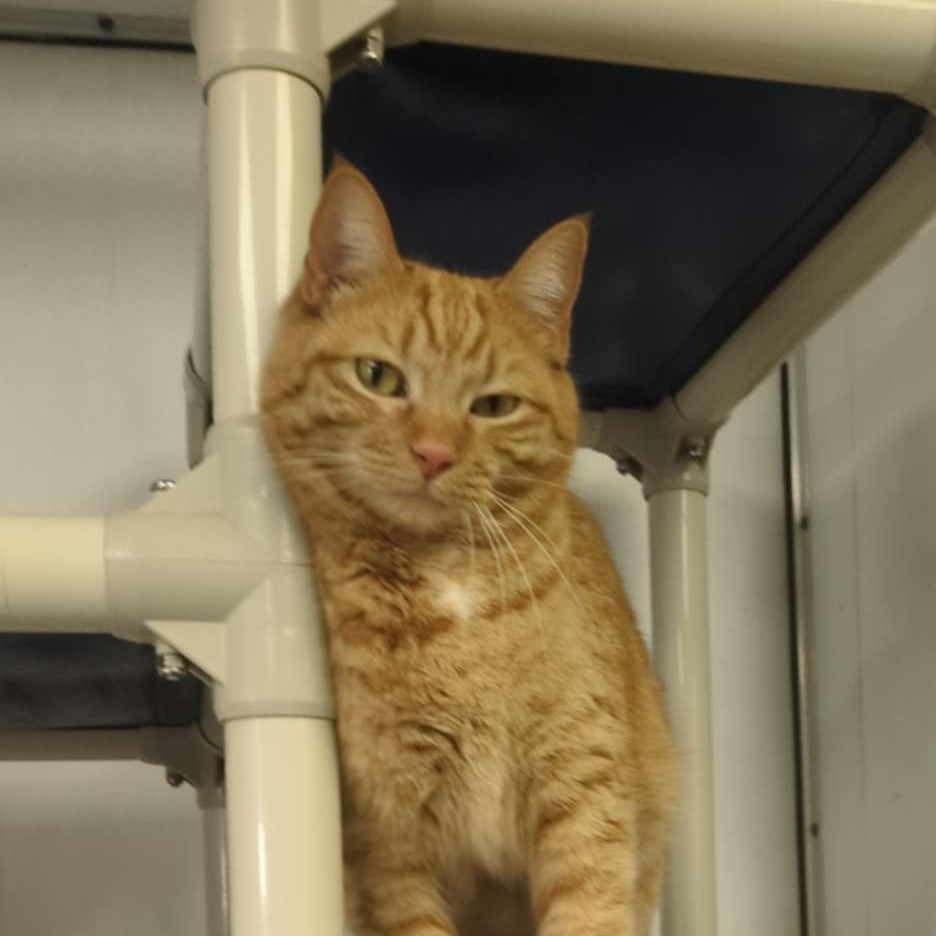 Ginger