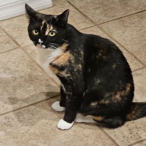Amber 3.6.19, Adult Female Calico