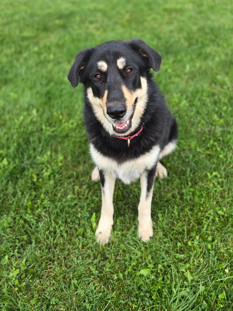 Iggy FKA Macadamia, an adoptable Anatolian Shepherd, Great Pyrenees in Viroqua, WI, 54665 | Photo Image 2