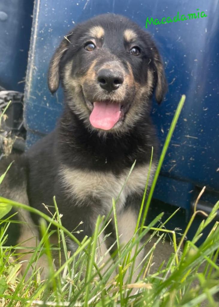 Iggy FKA Macadamia, an adoptable Anatolian Shepherd, Great Pyrenees in Viroqua, WI, 54665 | Photo Image 3