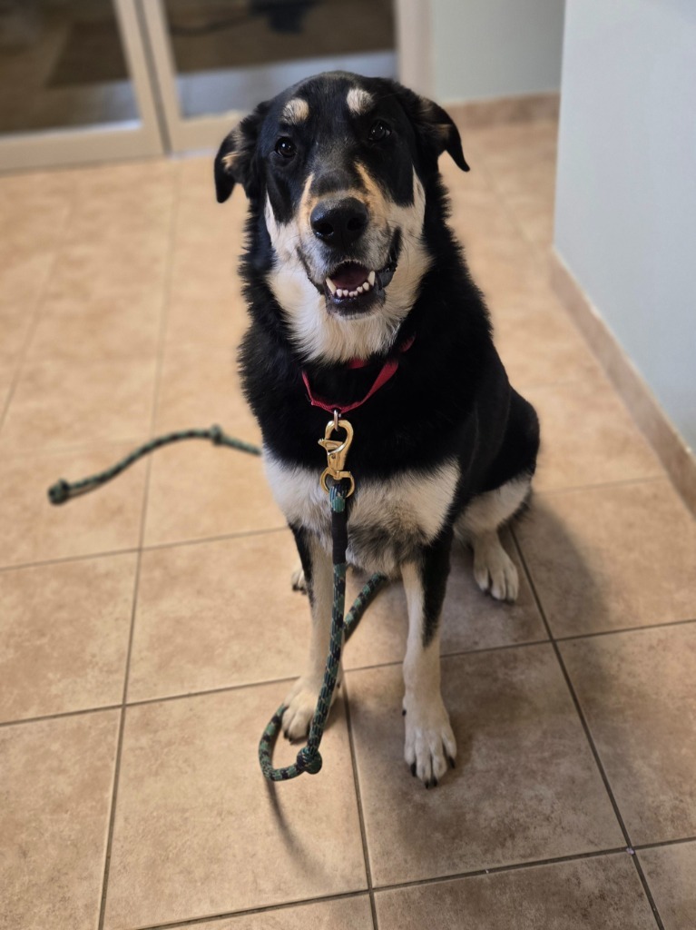 Iggy FKA Macadamia, an adoptable Anatolian Shepherd, Great Pyrenees in Viroqua, WI, 54665 | Photo Image 4
