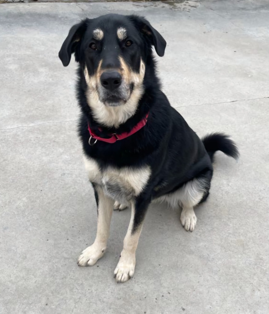 Iggy FKA Macadamia, an adoptable Anatolian Shepherd, Great Pyrenees in Viroqua, WI, 54665 | Photo Image 5