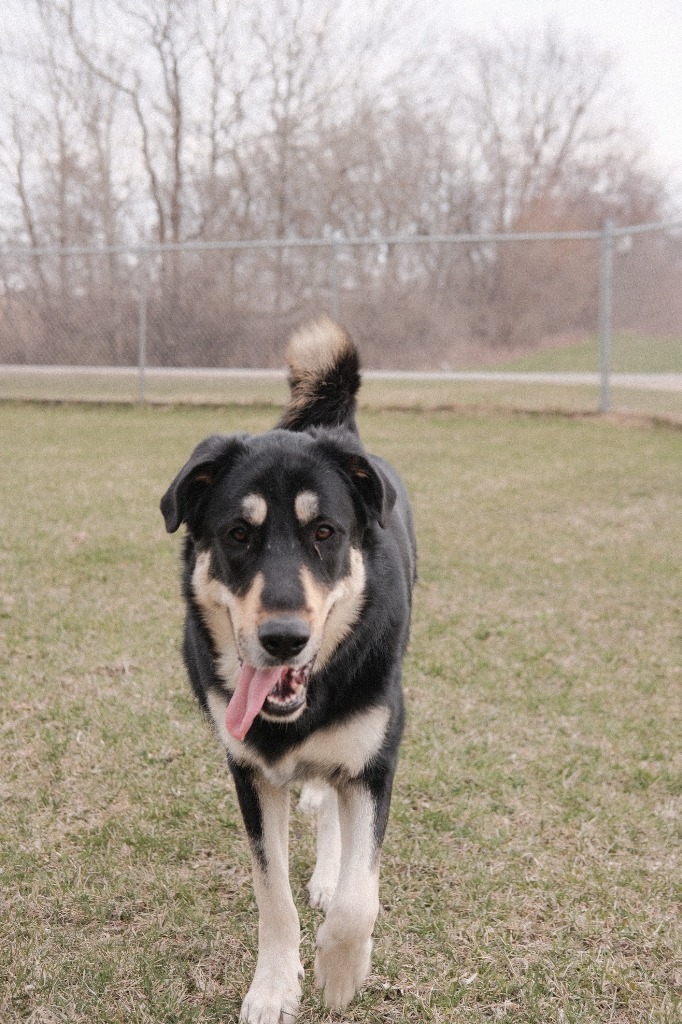 Iggy FKA Macadamia, an adoptable Anatolian Shepherd, Great Pyrenees in Viroqua, WI, 54665 | Photo Image 6