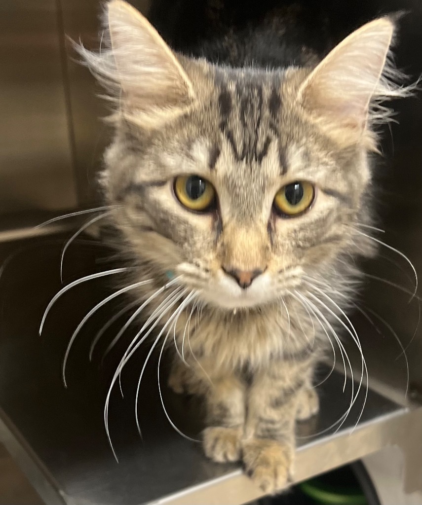 Ellie, an adoptable Domestic Short Hair in Great Bend, KS, 67530 | Photo Image 1