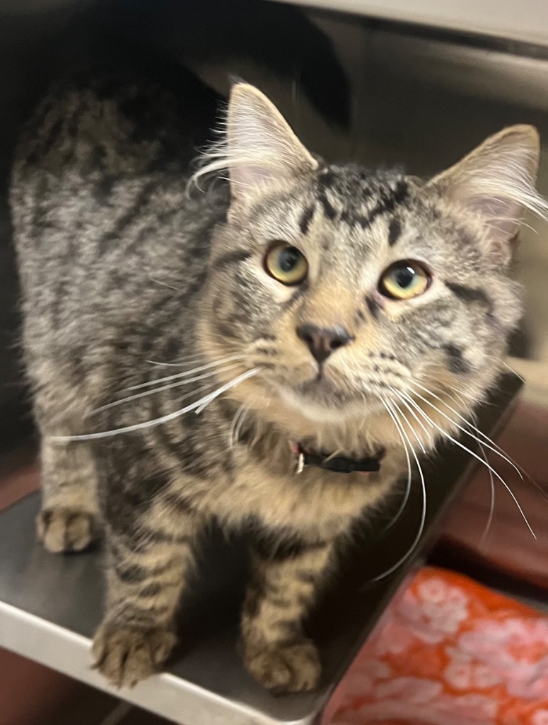 Eddie, an adoptable Domestic Short Hair in Great Bend, KS, 67530 | Photo Image 1